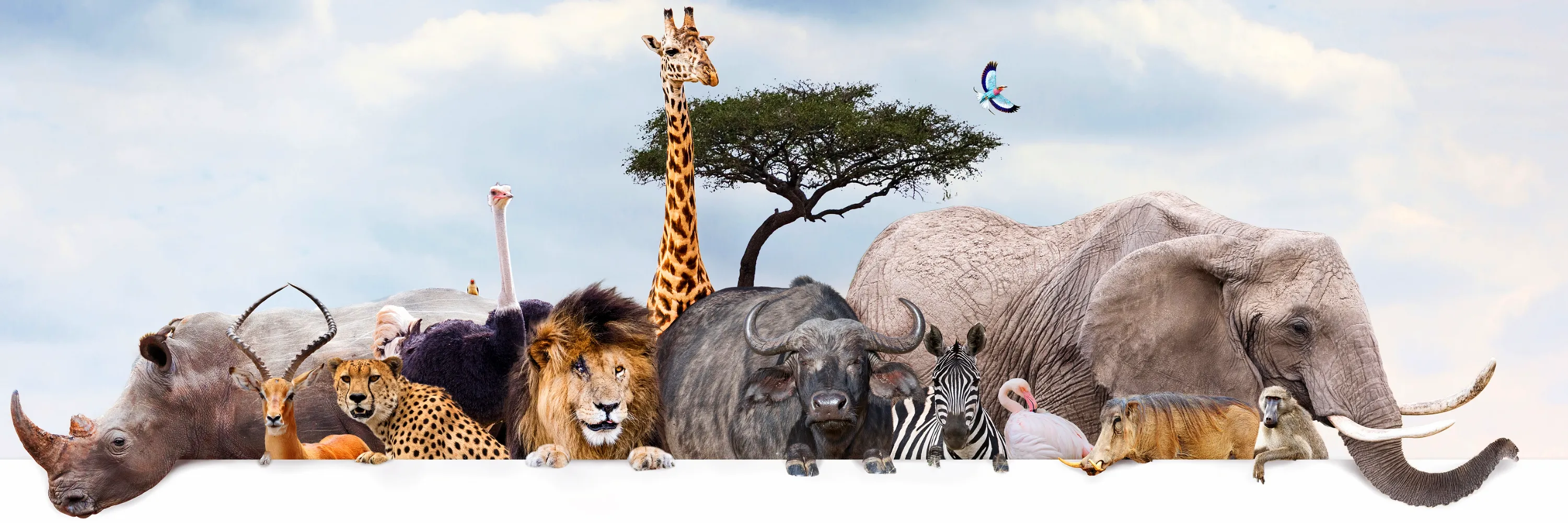 Zoo Sticker Slide BG anatal Verlag - Zoo Sticker Slide BG